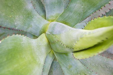 kaktüs aloe