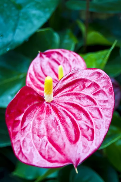 Flor de orquídea — Foto de Stock