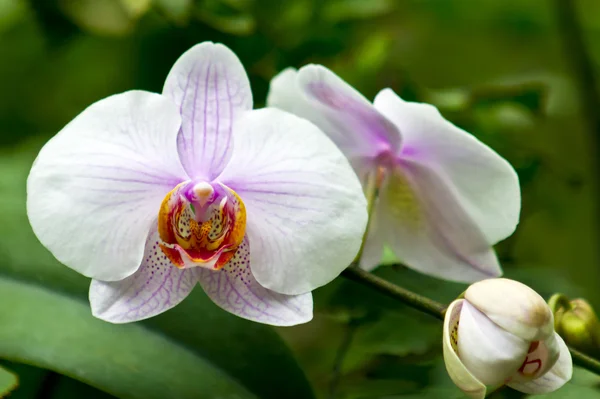 Orchideenblume — Stockfoto