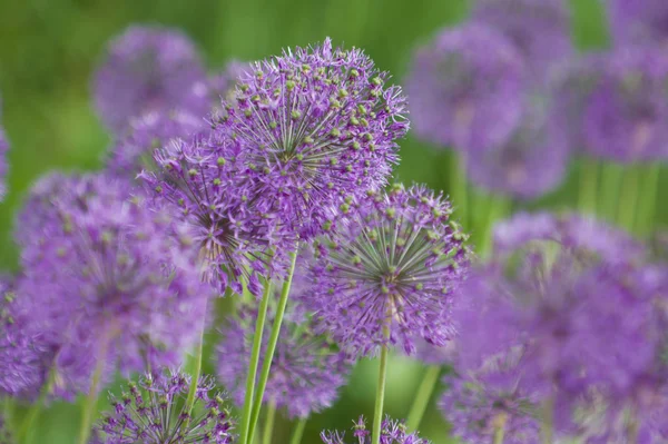 stock image Lilac flower field