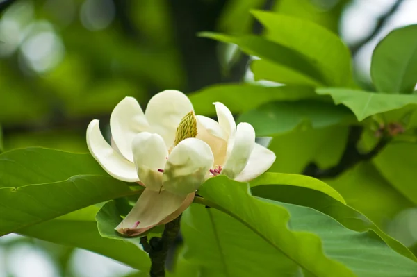 Flor de magnólia de árvore — Fotografia de Stock