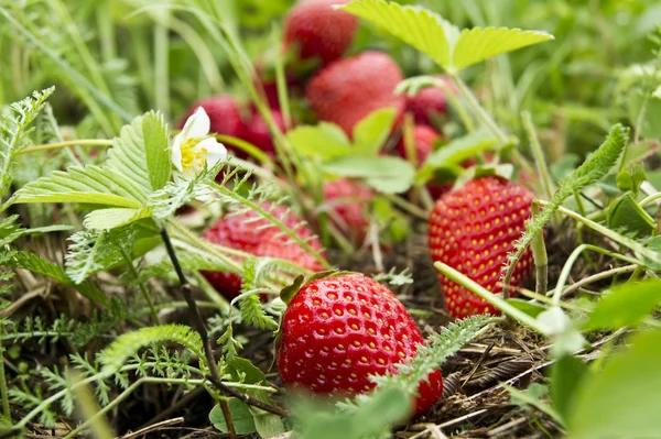 Fruta de fresa en el campo — Foto de Stock