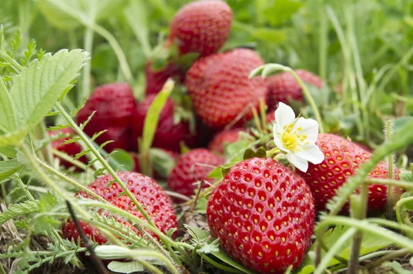 Erdbeerfrucht auf dem Feld — Stockfoto