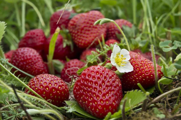 필드에 딸기 과일 — 스톡 사진