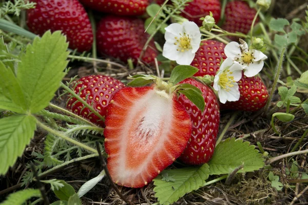 Φράουλα φρούτα στο πεδίο — Φωτογραφία Αρχείου
