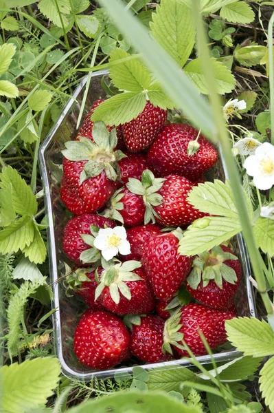 Frutta alla fragola nel campo — Foto Stock