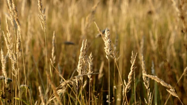 stock image Autumn grass