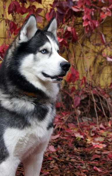 Husky is worth attention — Stock Photo, Image
