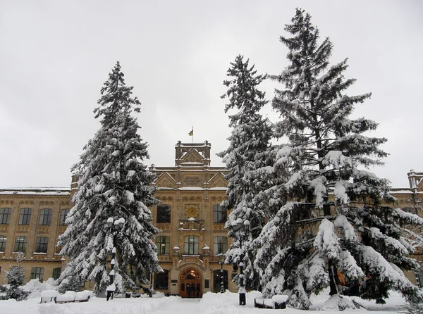 stock image Large trees with snow