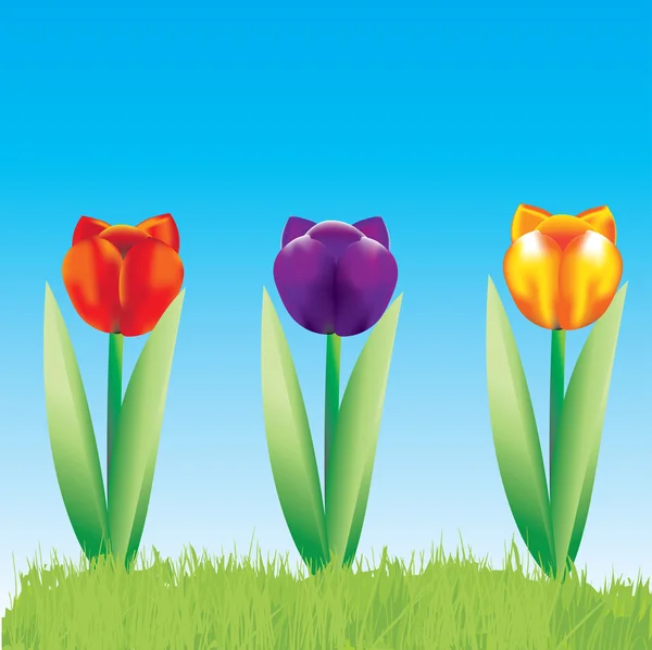 Vector kleur tulpen — Stockvector