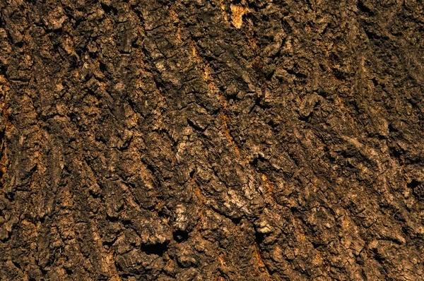 Background - bark — Stock Photo, Image