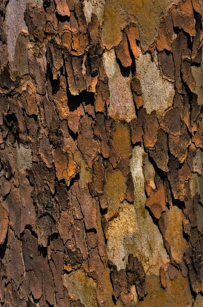 Sycamore bark — Stock Photo, Image