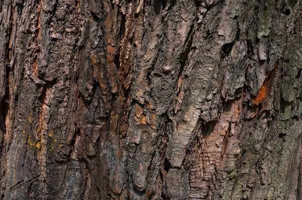背景-树皮 — 图库照片