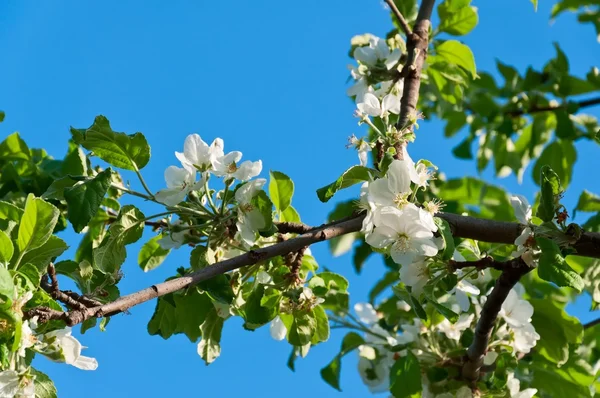 Maçã-árvore florescente — Fotografia de Stock