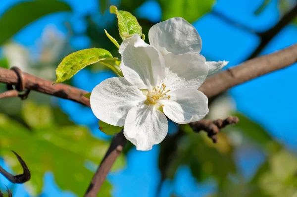苹果树木花卉 — 图库照片