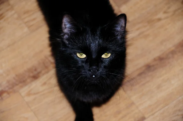 黑猫咪 — 图库照片