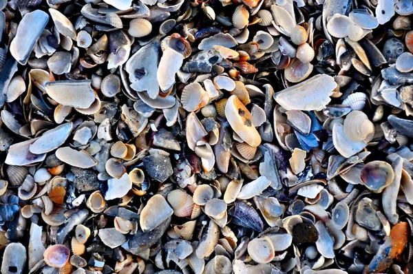 Számos tengeri kagylókból — Stock Fotó