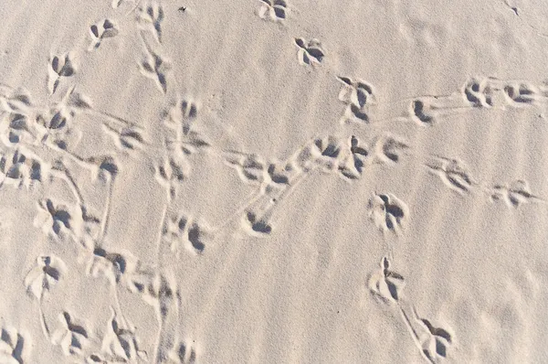 Convoluted bird footprint traces — Stock Photo, Image