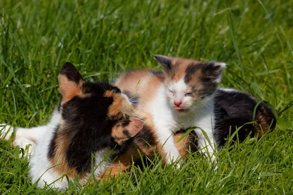 Игра в кошек — стоковое фото
