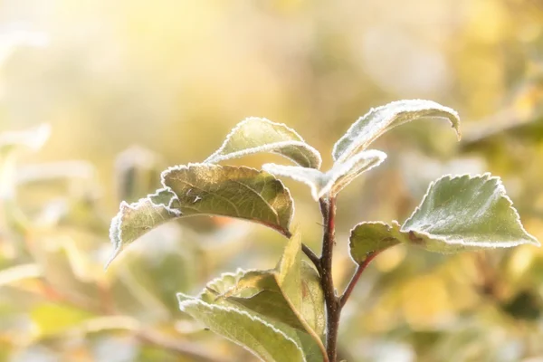 Frost tjänstledig — Stockfoto