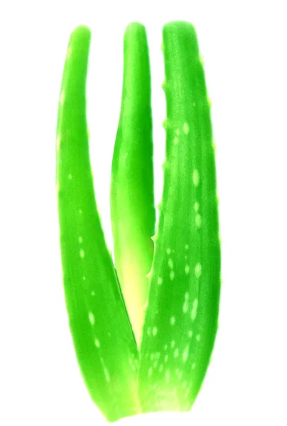 Aloe vera medicinal fresco sobre fondo blanco — Foto de Stock