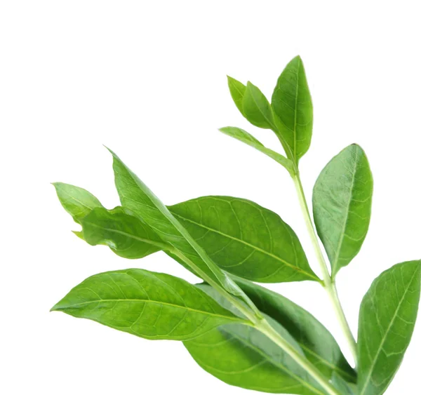 Fresh Henna Leaf — Stock Photo, Image