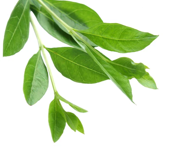 Fresh Henna Leaf — Stock Photo, Image