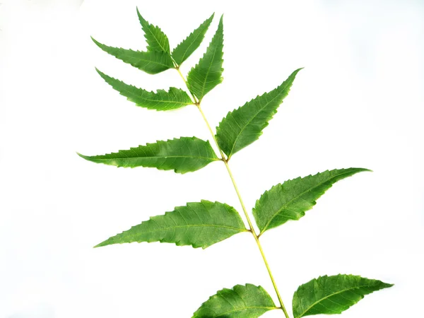 Herbal Neem deixa sobre fundo branco — Fotografia de Stock
