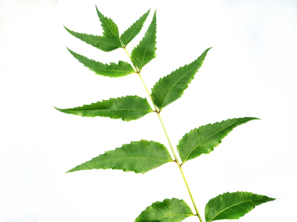 Hojas de hierbas de Neem sobre fondo blanco — Foto de Stock