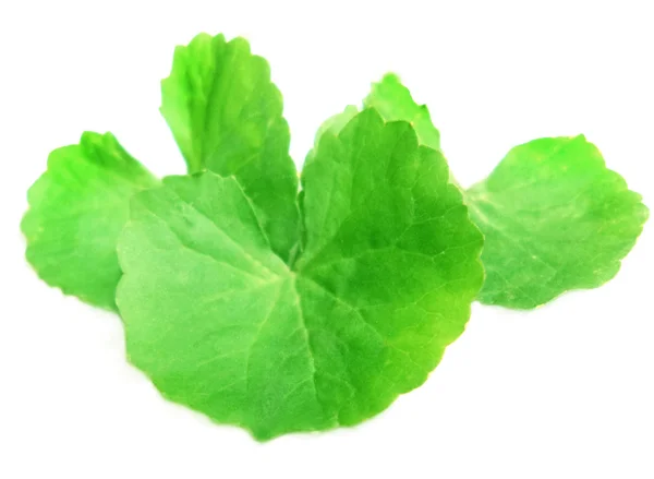 Thankuni leaves over white background — Stock Photo, Image