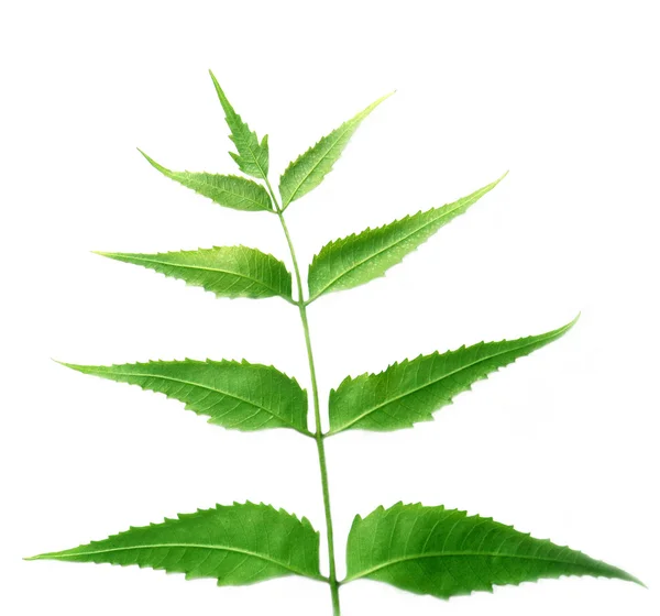 Kräuterneem Blätter über weißem Hintergrund Stockfoto