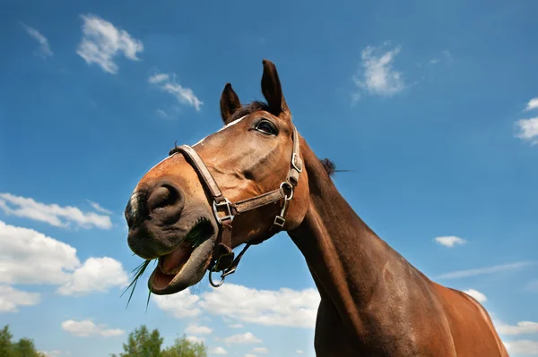 Koně ke žvýkání trávy — Stock fotografie