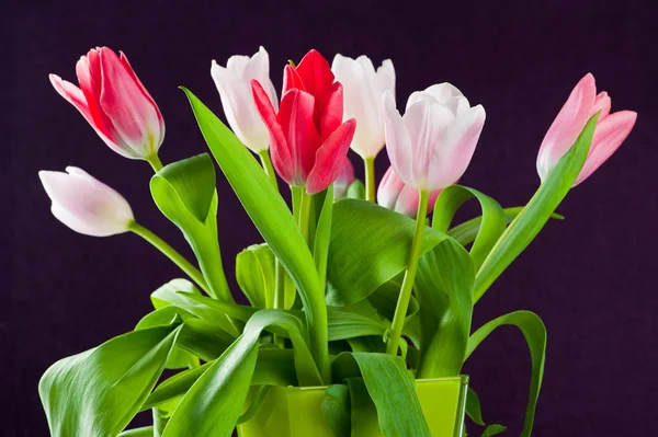 Fargerike tulipaner – stockfoto