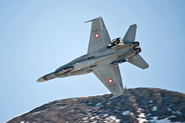 Swiss Hornet — Stock Photo, Image