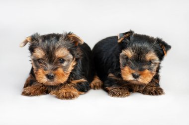 Yorkshire terrier yavruları