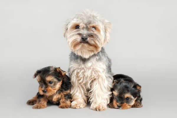 Yorkshire terrier dogs — Stock Photo, Image