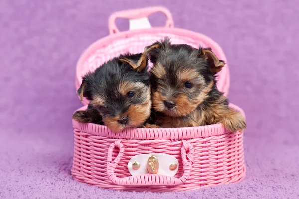 Yorkshire terrier puppies — Stock Photo, Image