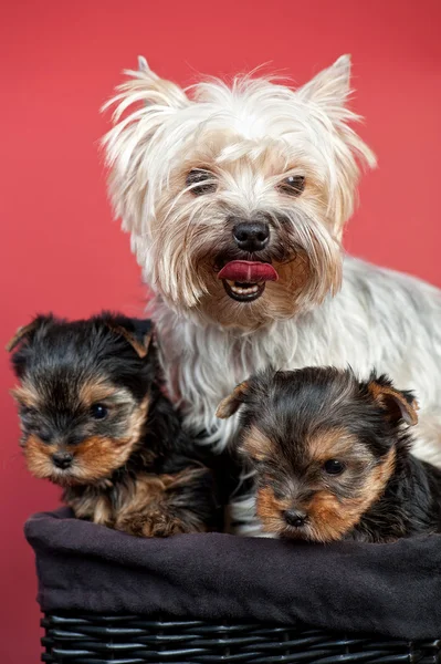Yorkshire terrier with puppies — Stock Photo, Image