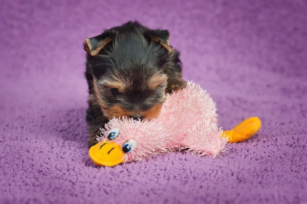 Yorkshire terrier puppy — Stock Photo, Image