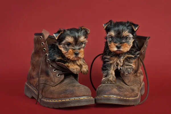 Yorkshire terrier puppies — Stock Photo, Image