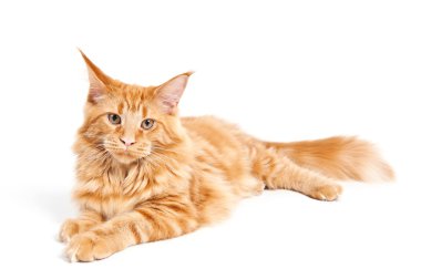 Kırmızı klasik tekir maine coon kedi