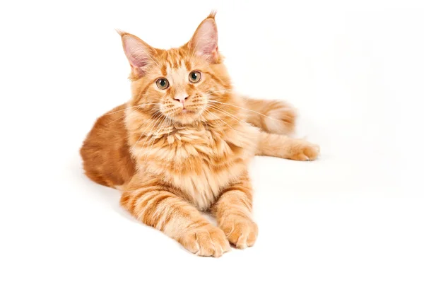 Czerwony futro maine coon kot — Zdjęcie stockowe