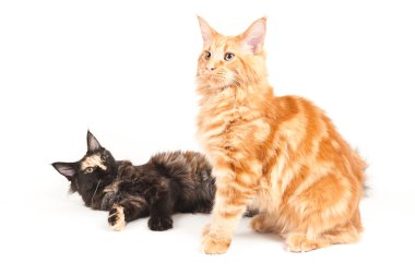 Two Maine Coon cats clipart