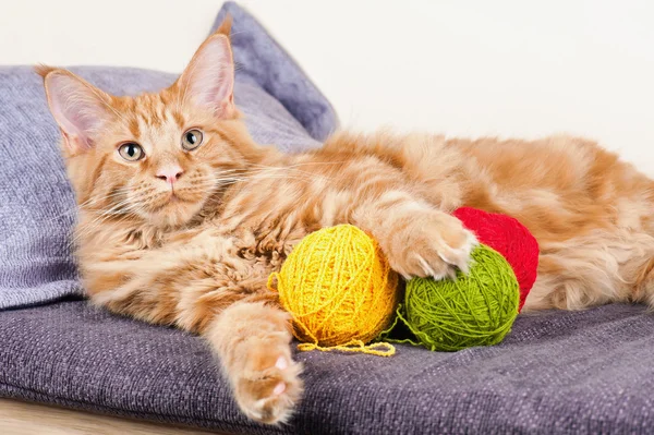 Main coon katt med bollar av ull — Stockfoto