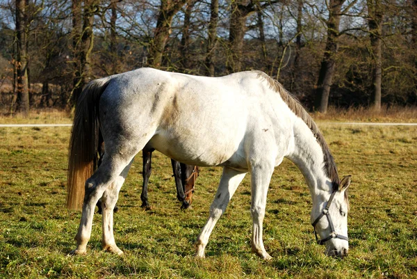 Fehér ló a kifutón — Stock Fotó