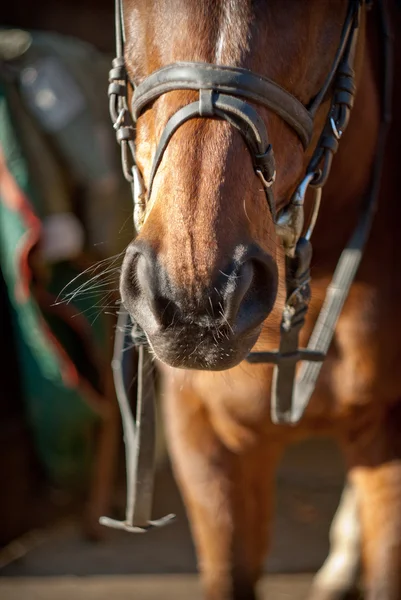 馬のハーネスの鼻孔 — ストック写真