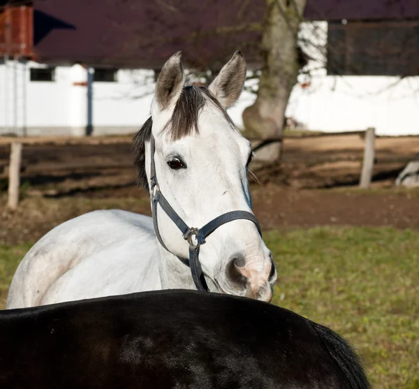 Witte paard in een open plek — Stockfoto