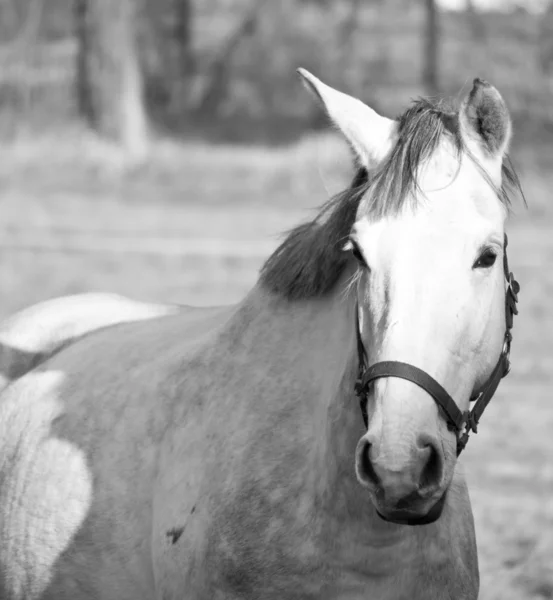 Cavallo in passerella — Foto Stock