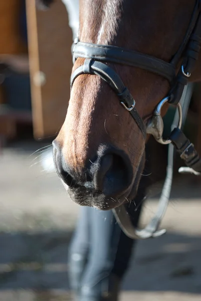 Narinas de um arnês de cavalo — Fotografia de Stock