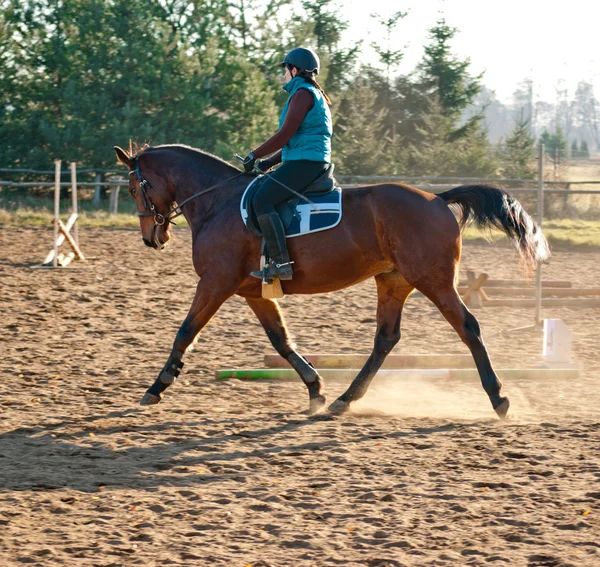 小跑一匹马带着凸起的尾巴 — 图库照片